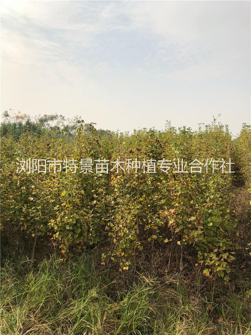 紅花繼木球|湖南紅花繼木球供貨商|湖南紅花繼木球基地報價表|湖南紅花繼木球批發(fā)價格 銀杏樹