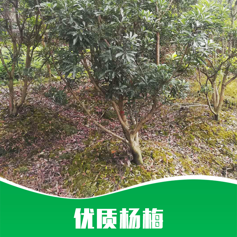 成都楊梅種植基地直銷楊梅樹(shù)苗木嫁接楊梅樹(shù)*楊梅樹(shù)|產(chǎn)地直銷|批發(fā)價(jià)格|優(yōu)勢(shì)供應(yīng)商|產(chǎn)品圖片