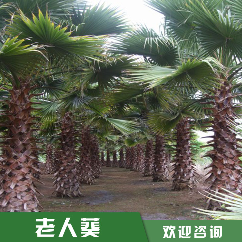 福建華盛頓棕供應(yīng)商苗圃基地直銷 華盛頓棕批發(fā)價(jià)格 歡迎來電咨詢15059228086