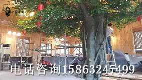 室內(nèi)榕樹假樹