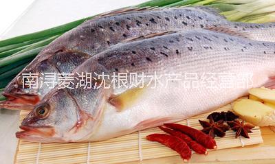 【釣魚場】 8兩-3斤 鱸魚 加州鱸魚 鱸魚 0.5-1.3斤 0.8-1.5斤 鱸魚 0.5-1.5斤