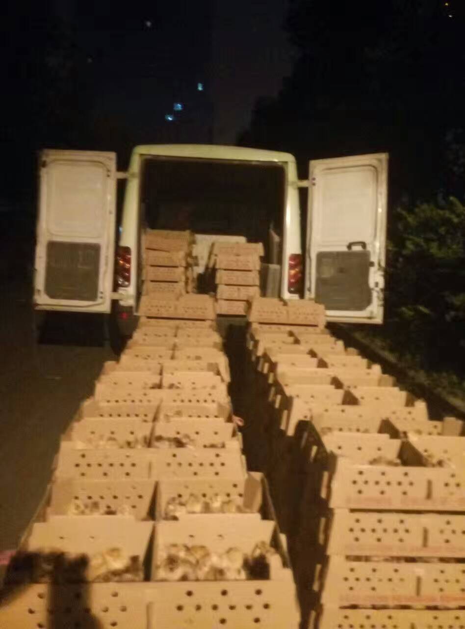 重慶周邊土雞苗孵化，高產綠殼蛋雞