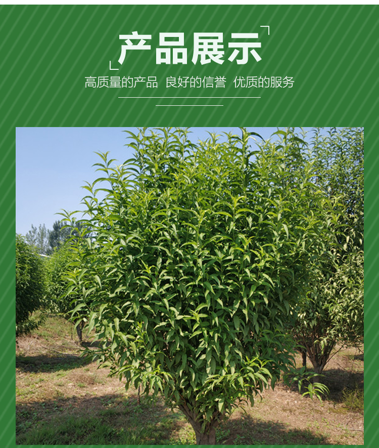 山東·6公分龍珠碧桃價(jià)格龍珠碧桃基地