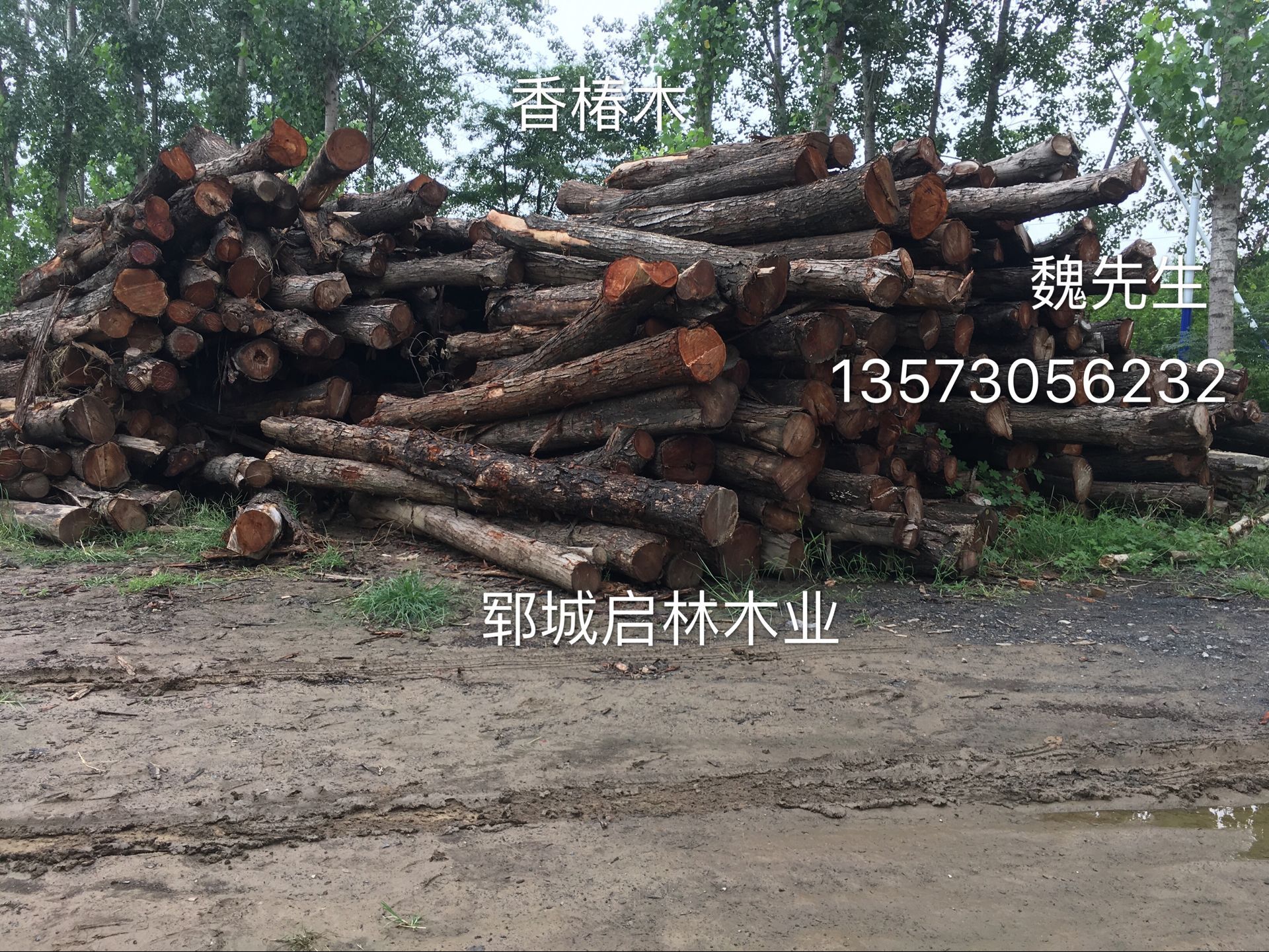 大批量供應(yīng)用于仿古家具/*家具/樓梯扶手優(yōu)質(zhì)山東紅椿原木/香椿木原木批發(fā)