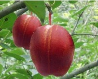 早酥紅梨樹品種，紅梨新品種，優(yōu)質(zhì)紅梨，梨樹苗批發(fā)，新品種紅梨