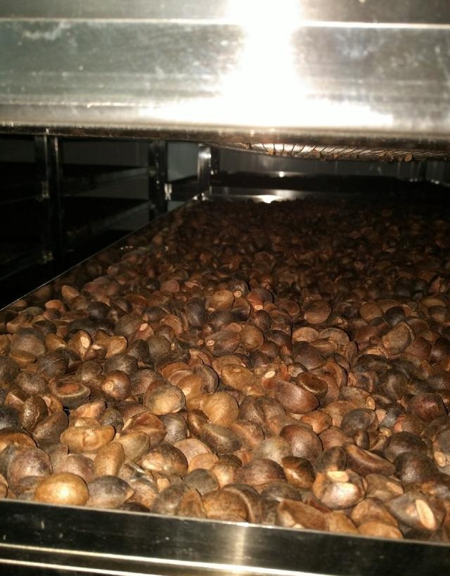 用電的油茶籽烘干機(jī)價格
