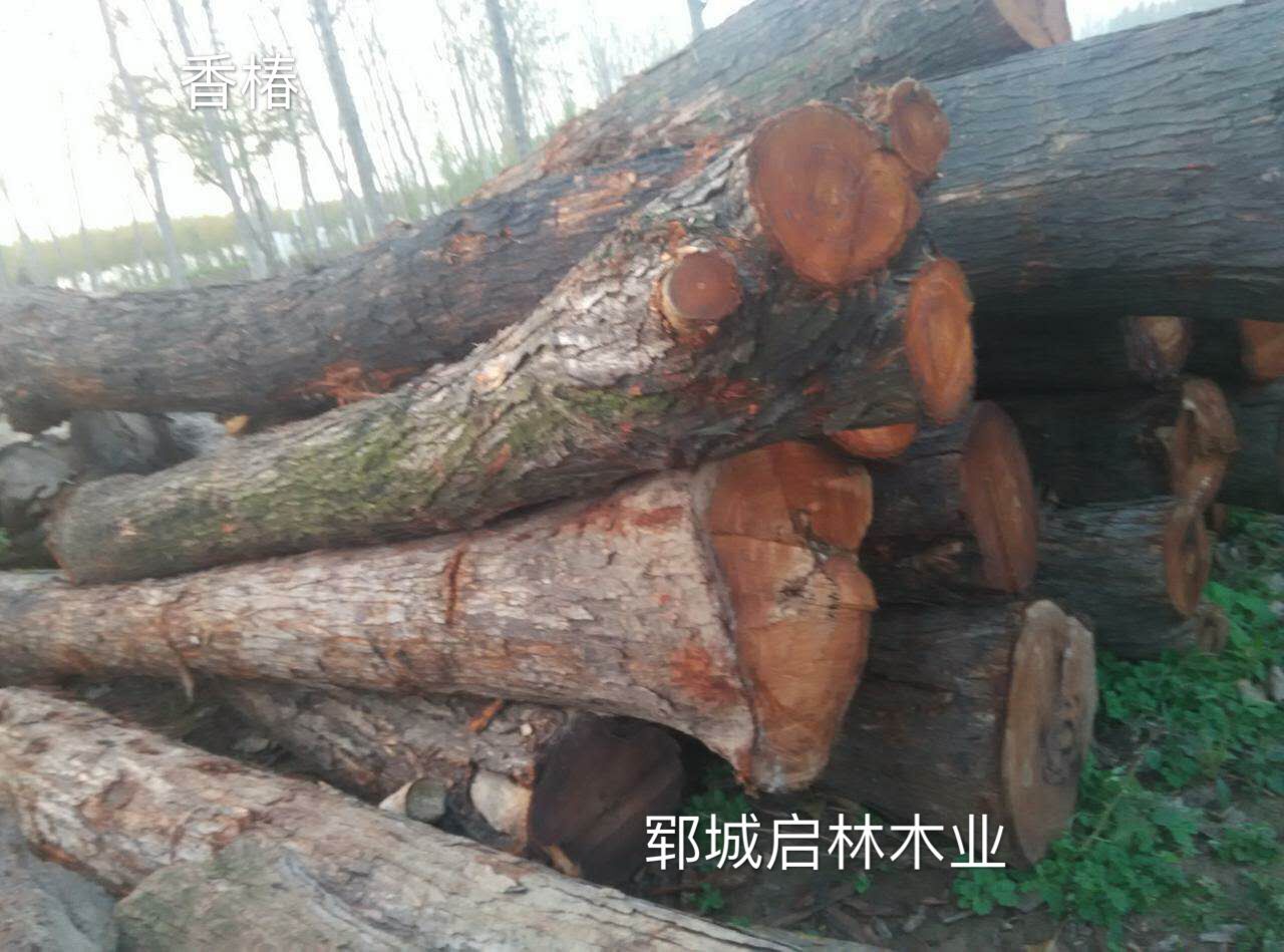 大批量供應(yīng)用于仿古家具/*家具/樓梯扶手優(yōu)質(zhì)山東紅椿原木/香椿木原木批發(fā)