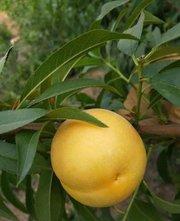 黃金蜜0號，黃桃樹苗，黃桃品種，黃桃新品種，新品種桃樹苗，優(yōu)質黃桃