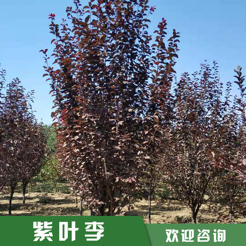 紫葉李 密枝紅葉李 紫葉李批發(fā) 紫葉李樹苗 廠家直銷 品質(zhì)保障