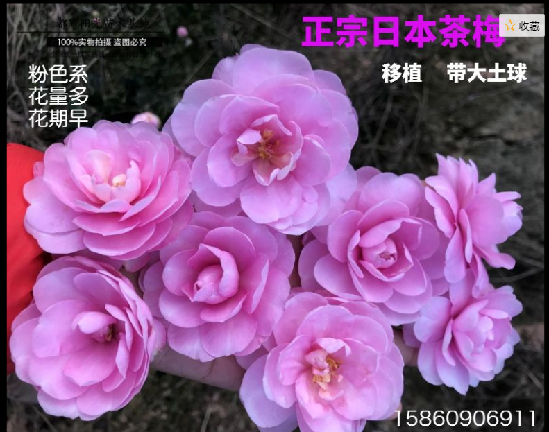 日本茶梅大樹 日本茶梅大樹報價 日本茶梅大樹電話 日本茶梅大樹批發(fā) 日本茶梅大樹哪家好 日本茶梅大樹供應商