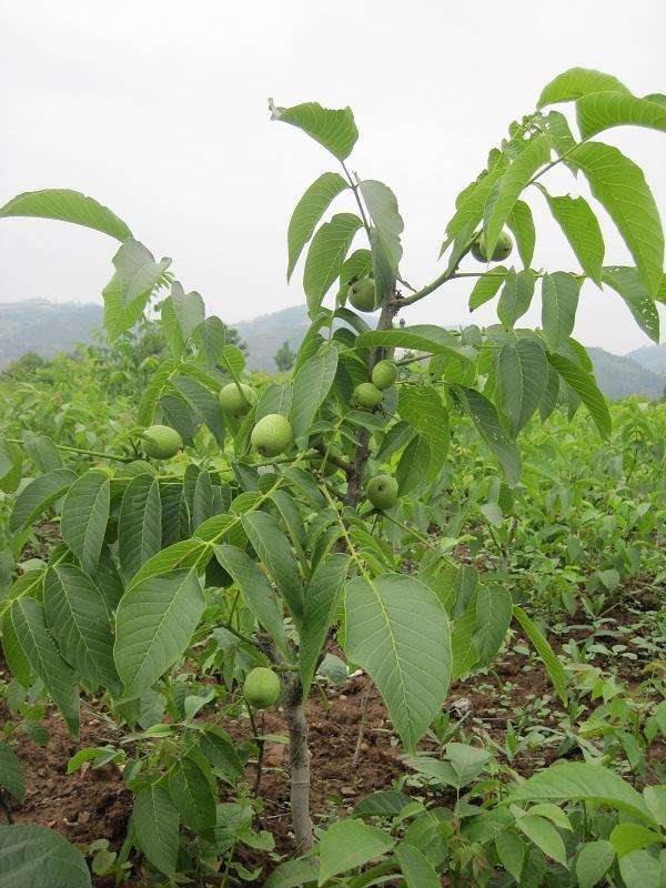 泰安核桃樹基地 高質(zhì)量核桃苗培植 核桃苗廠家批發(fā)價(jià)格  核桃苗木經(jīng)銷商供應(yīng)商