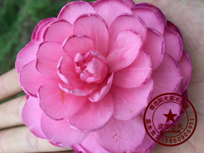 黑牡丹茶樹 黑牡丹茶樹報價 黑牡丹茶樹批發(fā) 黑牡丹茶樹哪家好 黑牡丹茶樹供應(yīng)商 黑牡丹茶樹電話 黑牡丹茶樹直銷