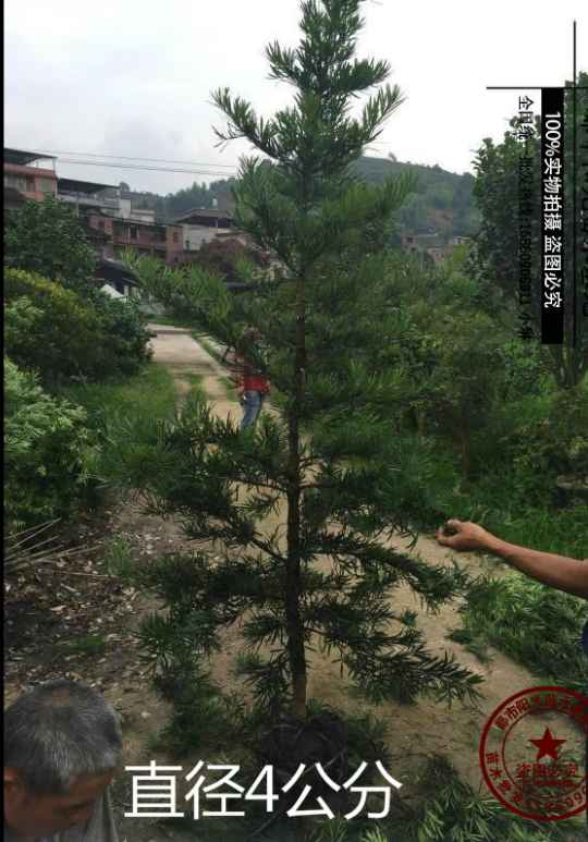 羅漢松大樹直銷 羅漢松大樹報價 羅漢松大樹電話 羅漢松大樹批發(fā) 羅漢松大樹直銷 羅漢松大樹供應(yīng)商 羅漢松大樹廠家