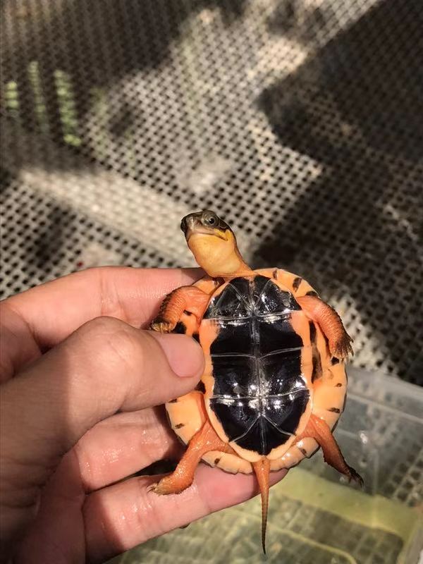 純種海南*龜苗