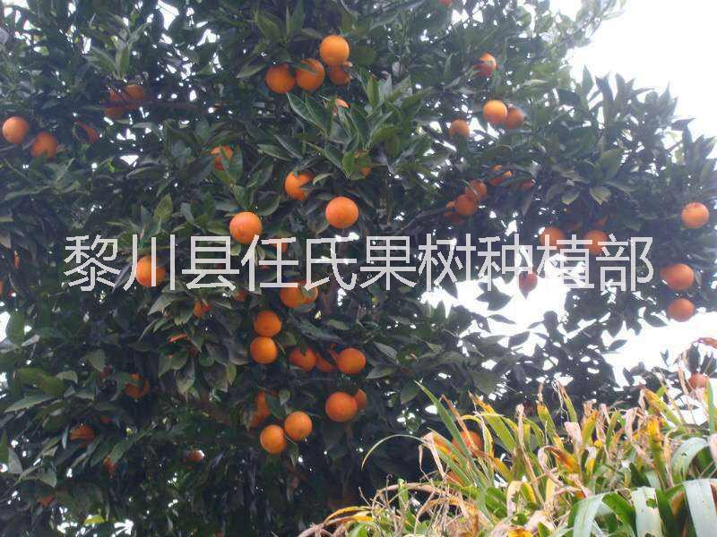 玫瑰血橙苗 紅玉血橙苗 塔羅科血橙苗 江西血橙苗 贛南血橙苗 紅肉臍橙苗 贛南臍橙苗