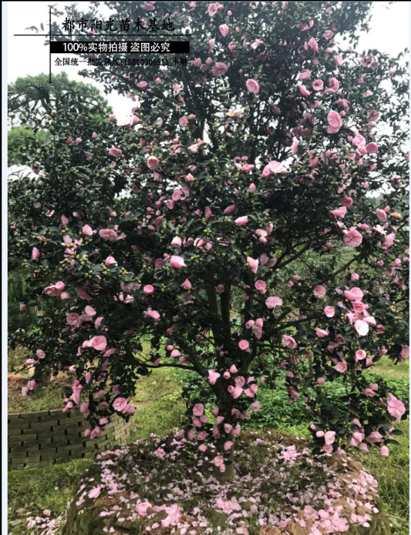 日本茶梅大樹 日本茶梅大樹報價 日本茶梅大樹電話 日本茶梅大樹批發(fā) 日本茶梅大樹哪家好 日本茶梅大樹供應商