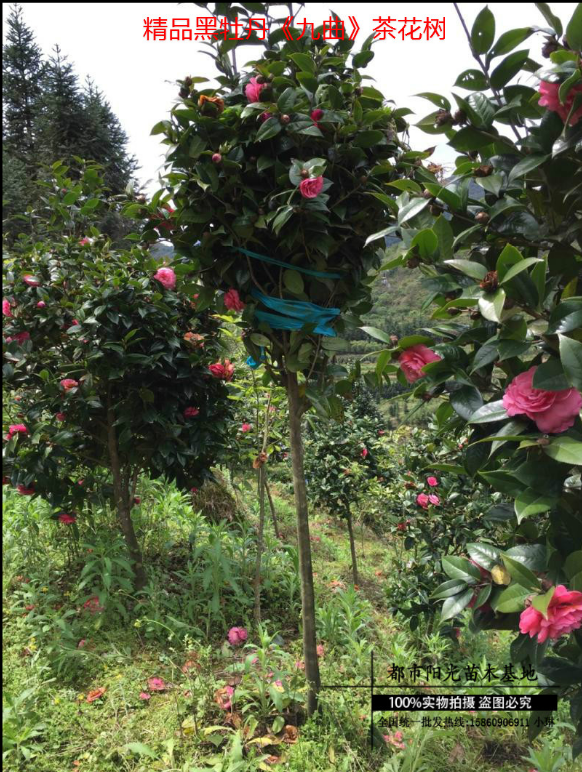 高桿茶花大樹 高桿茶花大樹報(bào)價(jià) 高桿茶花大樹電話 高桿茶花大樹批發(fā) 高桿茶花大樹哪家好 高桿茶花大樹供應(yīng)商