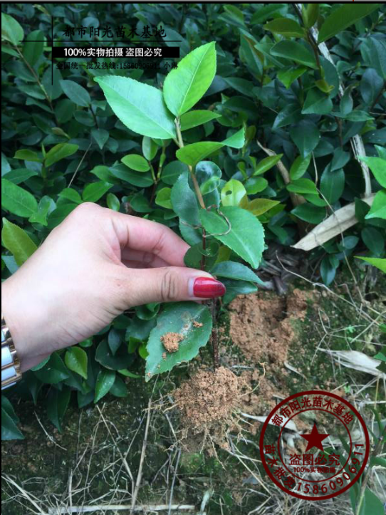 香茶花 香茶花報(bào)價(jià) 香茶花電話 香茶花廠家 香茶花批發(fā) 香茶花哪家好 香茶花供應(yīng)商