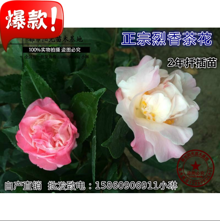 香茶花 香茶花報(bào)價(jià) 香茶花電話 香茶花廠家 香茶花批發(fā) 香茶花哪家好 香茶花供應(yīng)商