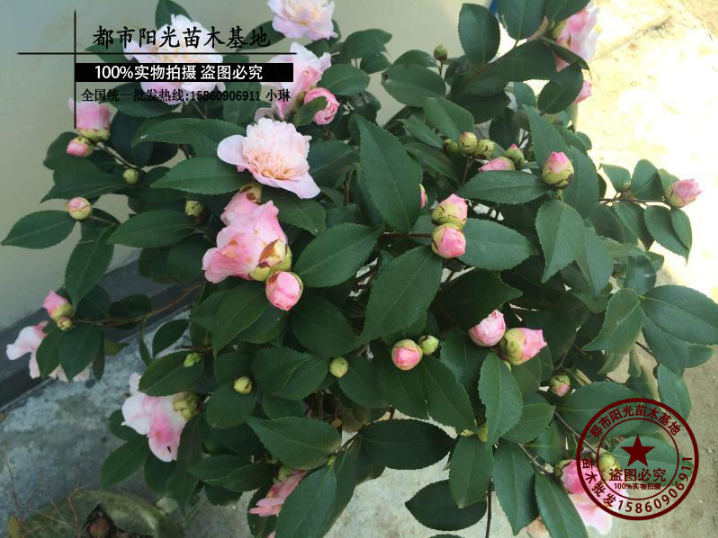 香茶花 香茶花報(bào)價(jià) 香茶花電話 香茶花廠家 香茶花批發(fā) 香茶花哪家好 香茶花供應(yīng)商