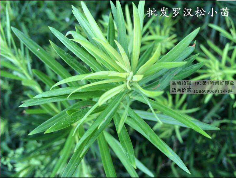羅漢松小苗 羅漢松小苗報價 羅漢松小苗批發(fā) 羅漢松小苗直銷 羅漢松小苗供應(yīng)商 羅漢松小苗電話 羅漢松小苗廠家