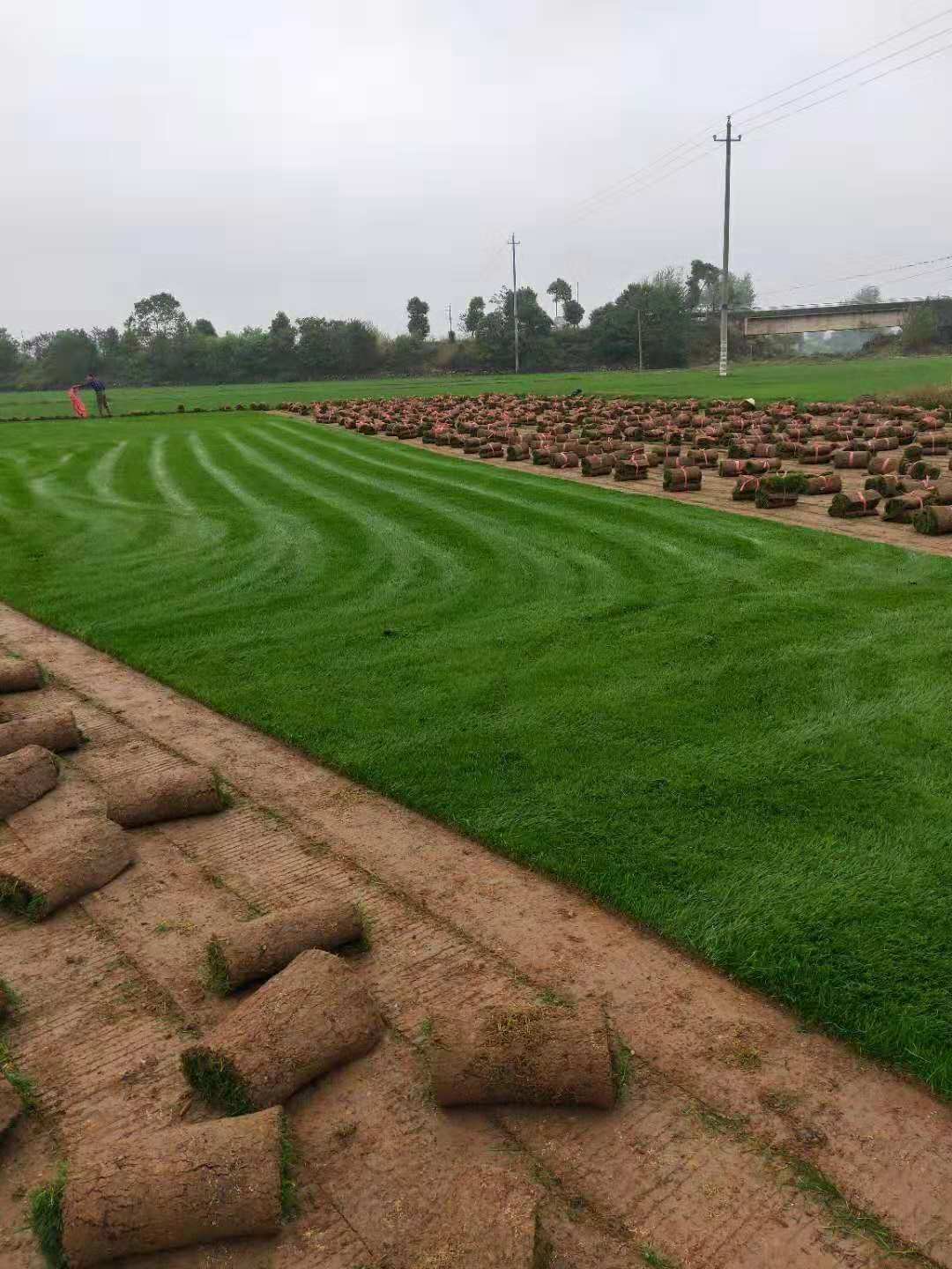 草皮，百慕大草皮，混播草，臺(tái)灣青，湖南草皮種植基地