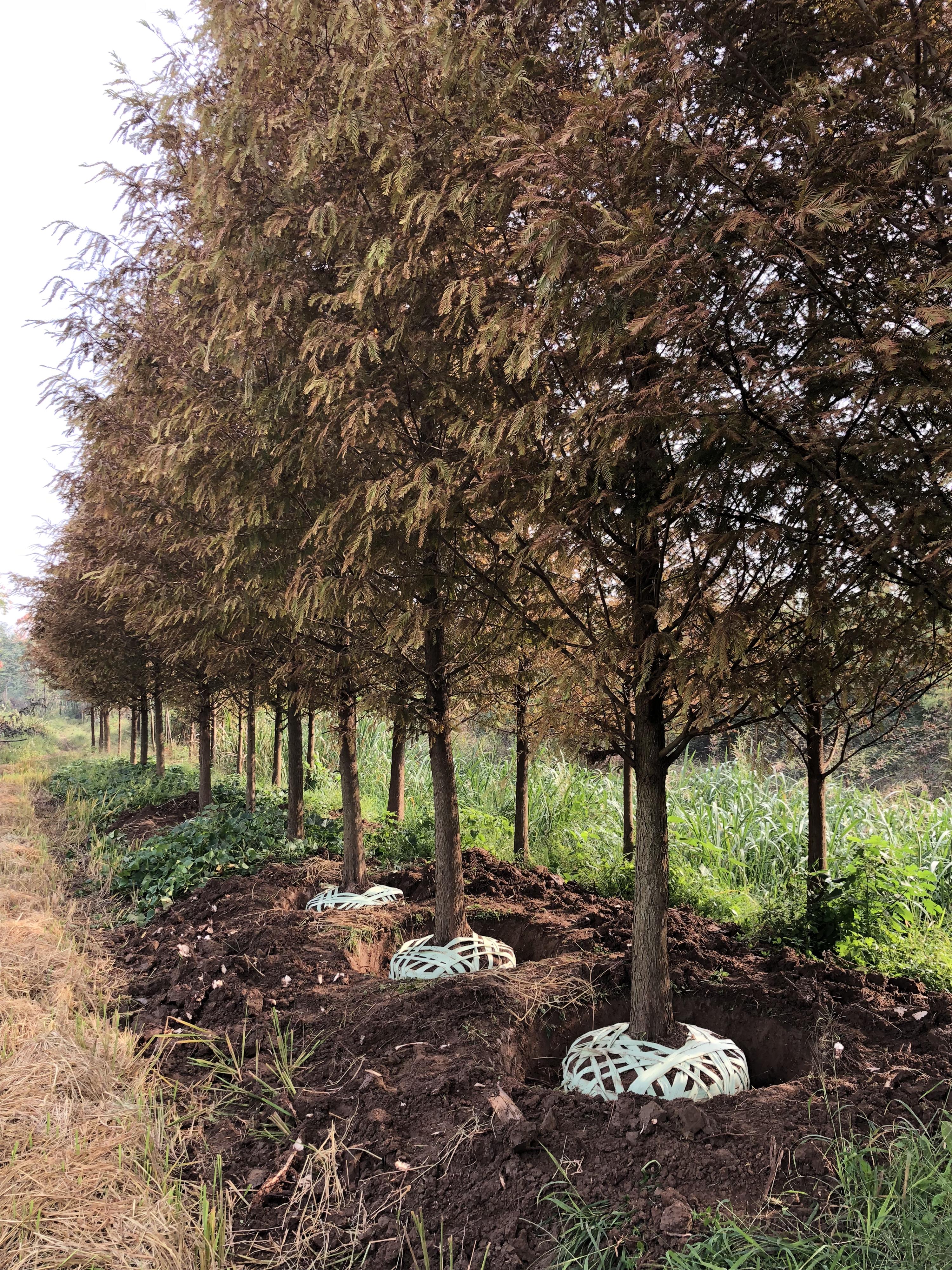 水杉樹|湖南水杉樹基地價格表|湖南水杉樹批發(fā)價格|湖南水杉樹優(yōu)質(zhì)供貨商