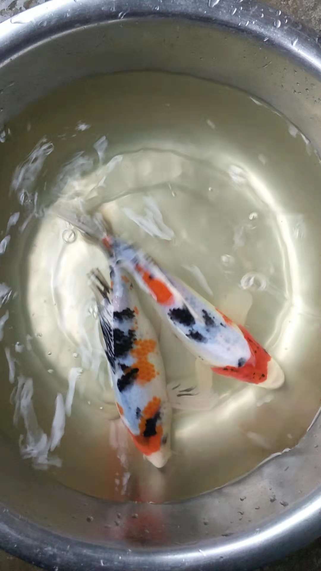 四川錦鯉哪里有