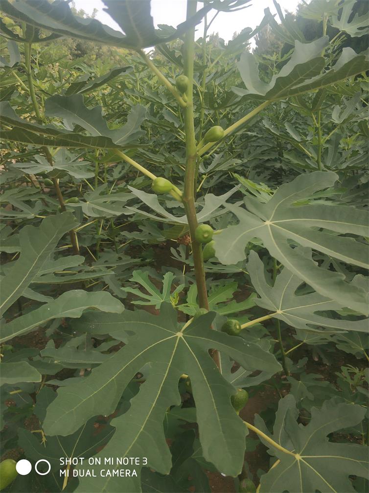 山東無花果基地，無花果報價，無花果圖片