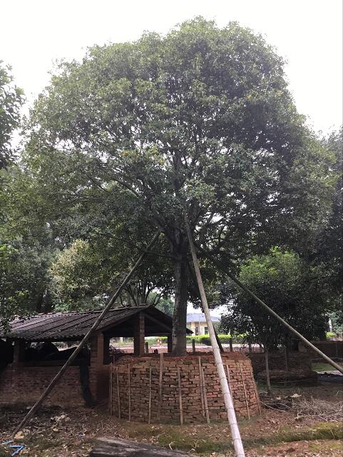 清遠(yuǎn)15-30黃金桂基地 種植批發(fā)銷售熱賣 英德黃金桂價格直銷