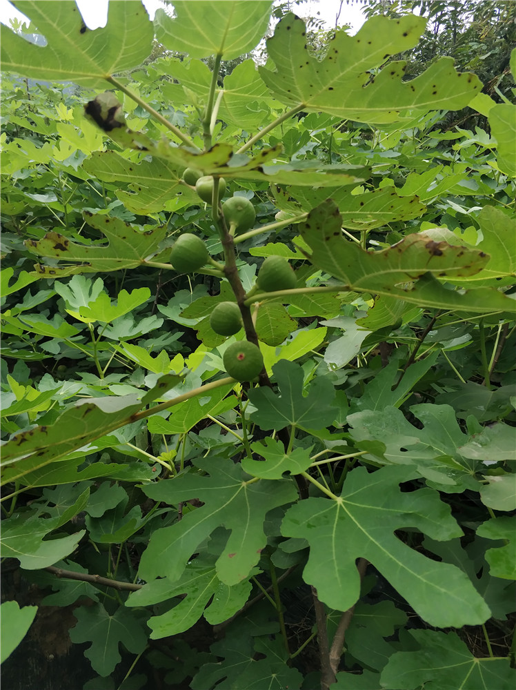 山東無花果基地，無花果報價，無花果圖片