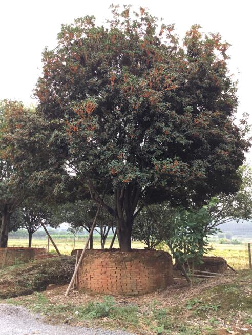 桂花_廣東英德桂花_種植基地報(bào)價(jià)_批發(fā)價(jià)格_英德桂花基地直銷價(jià)格