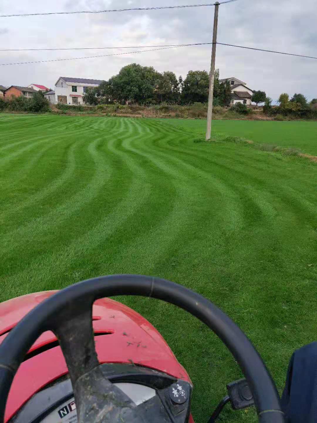 草皮，百慕大草皮，混播草，臺(tái)灣青，湖南草皮種植基地