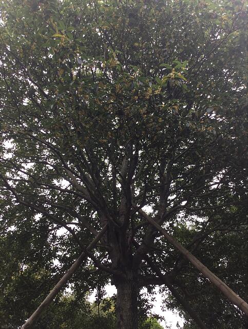 桂花_廣東英德桂花_種植產(chǎn)地報價_批發(fā)價格_英德桂花產(chǎn)地直銷價格 廣東桂花產(chǎn)地直銷價格