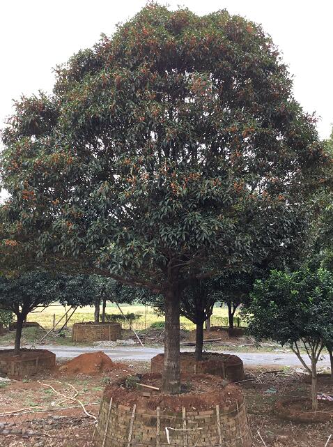 桂花_廣東英德望埠鎮(zhèn)桂花_種植基地報(bào)價(jià)_批發(fā)價(jià)格_望埠鎮(zhèn)桂花基地直銷價(jià)格