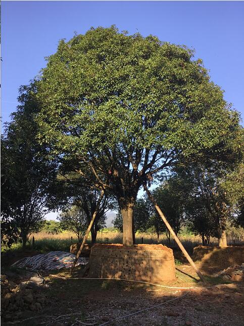 桂花_廣東英德望埠鎮(zhèn)桂花_種植產(chǎn)地報價_批發(fā)價格_望埠鎮(zhèn)桂花產(chǎn)地直銷價格