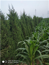 山東蜀儈種植基地 蜀儈報(bào)價(jià)  蜀儈批發(fā)