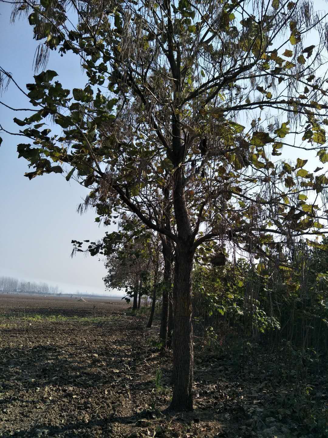 河南哪里有梓樹賣｜河南梓樹種植基地｜河南梓樹基地*