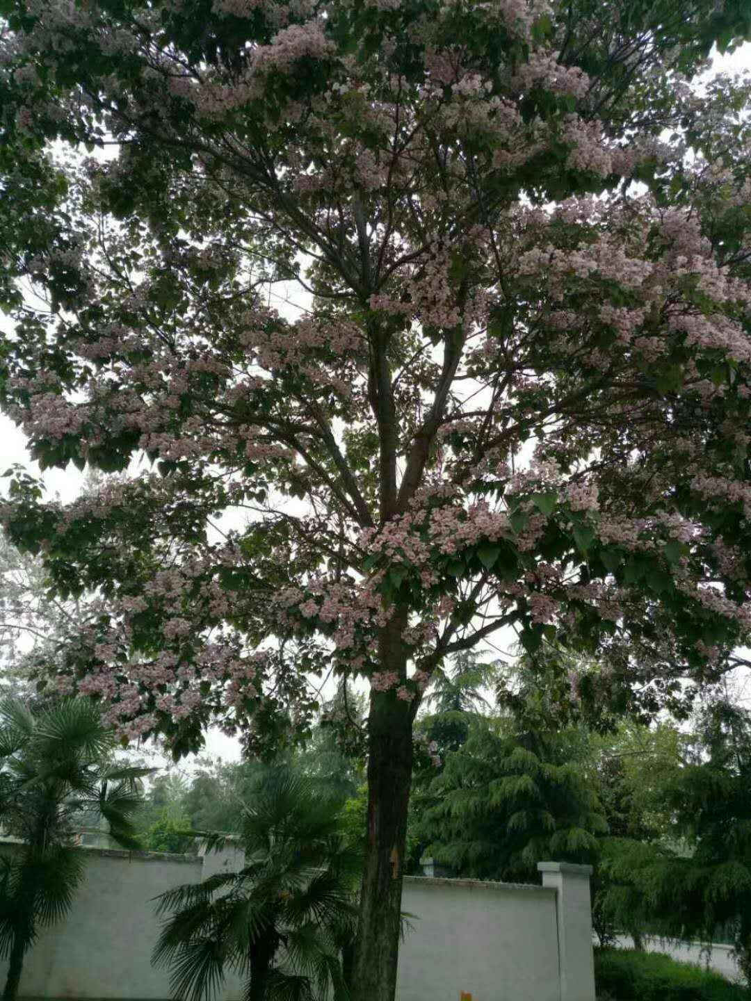 河南楸樹種植基地|河南楸樹種植基地批發(fā)價(jià)格|河南楸樹種植基地報(bào)價(jià)