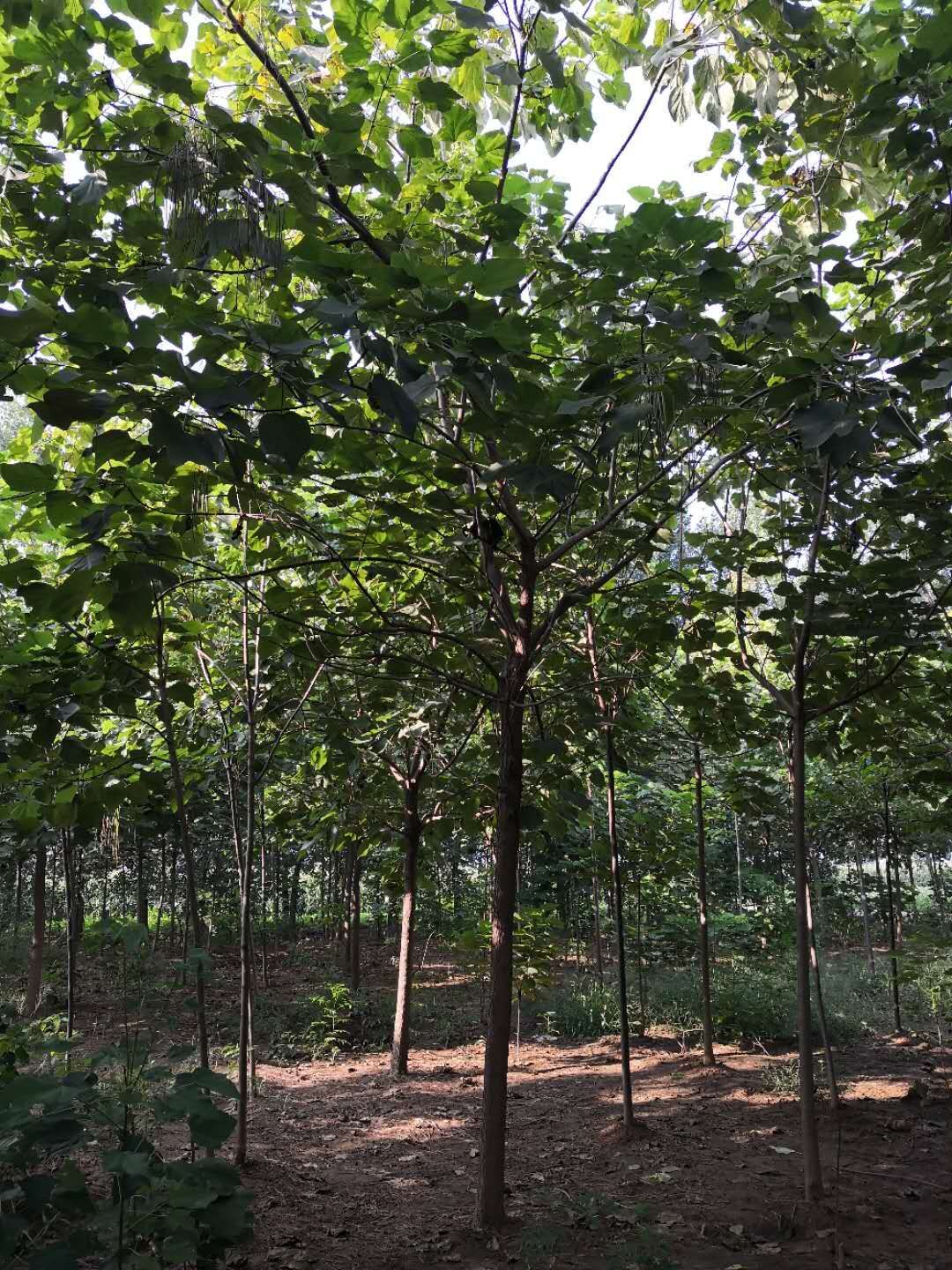河南哪里有梓樹賣｜河南梓樹種植基地｜河南梓樹基地*