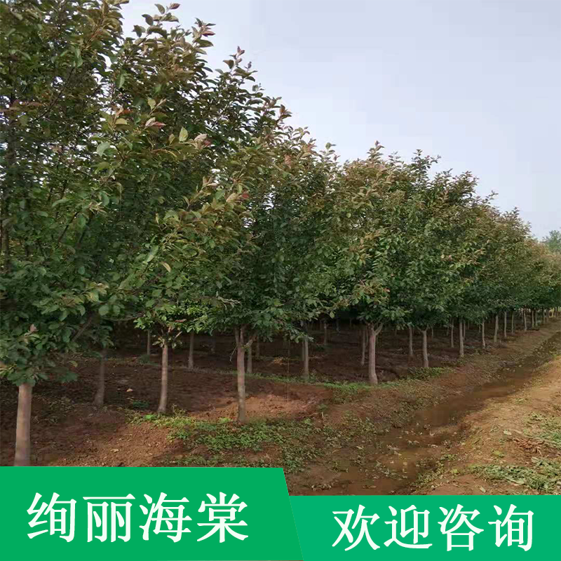 山東絢麗海棠種植基地 種類齊全 大量供應