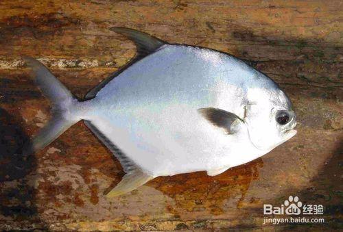 白鯧魚苗 廣東白鯧魚苗批發(fā) 白鯧魚苗養(yǎng)殖基地 白鯧魚苗價格 肇慶白鯧魚苗哪家好  雙金龍白鯧魚苗 優(yōu)質(zhì)白鯧魚苗批發(fā)