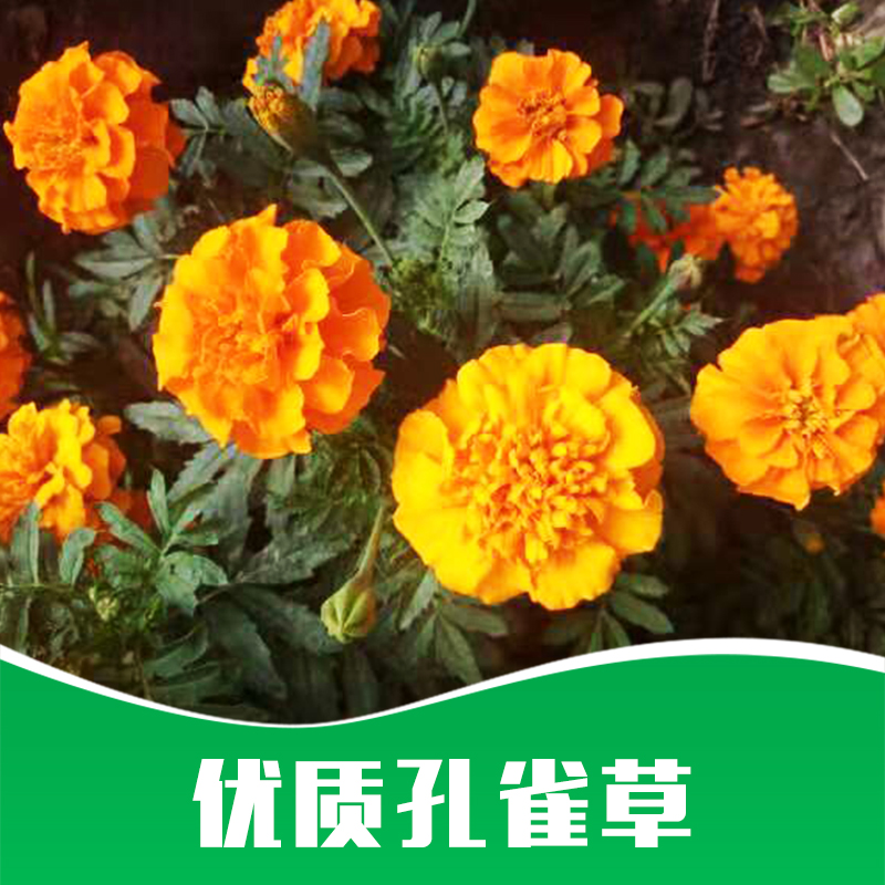 孔雀草 草花種子孔雀草供應(yīng)商  草花種子孔雀草價(jià)格  草花種子孔雀草批發(fā)