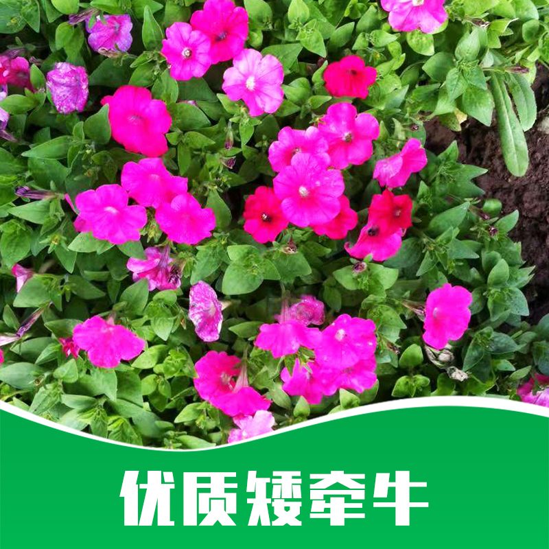 矮牽牛廠家直銷(xiāo)-價(jià)格-供應(yīng)商