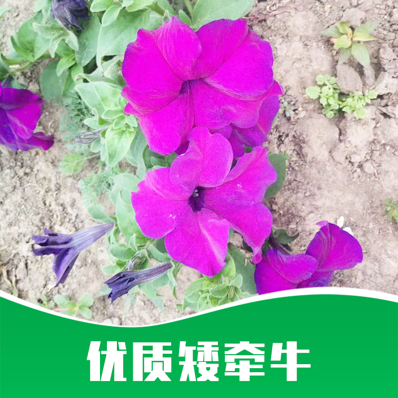 矮牽牛廠家直銷(xiāo)-價(jià)格-供應(yīng)商