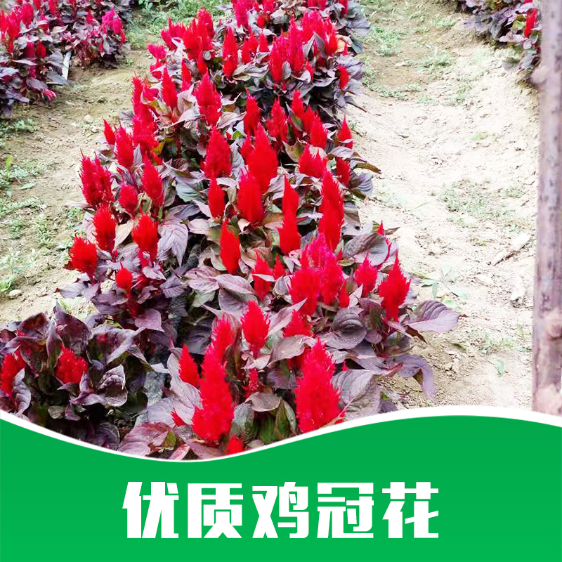 雞冠花 綠化草花 四季草花 草花種子 綠化草花 廠家直銷 品質保證