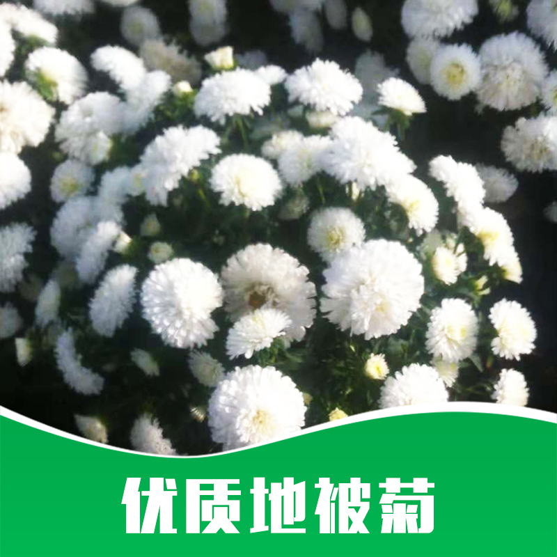 地被菊廠家-價格-供應商
