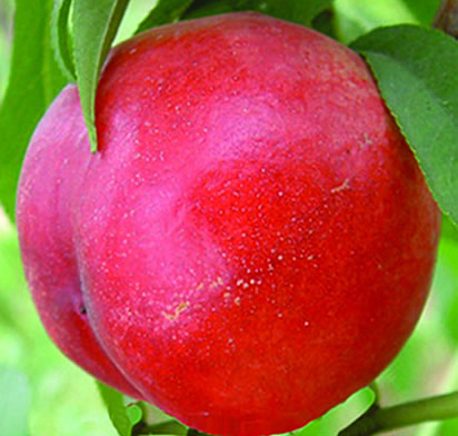 中油金銘油桃 中油金銘油桃新品種，優(yōu)質(zhì)油桃，油桃樹苗，油桃樹苗批發(fā)