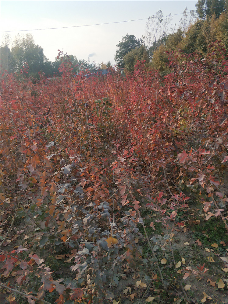 山東山楂樹苗基地  山楂樹報價