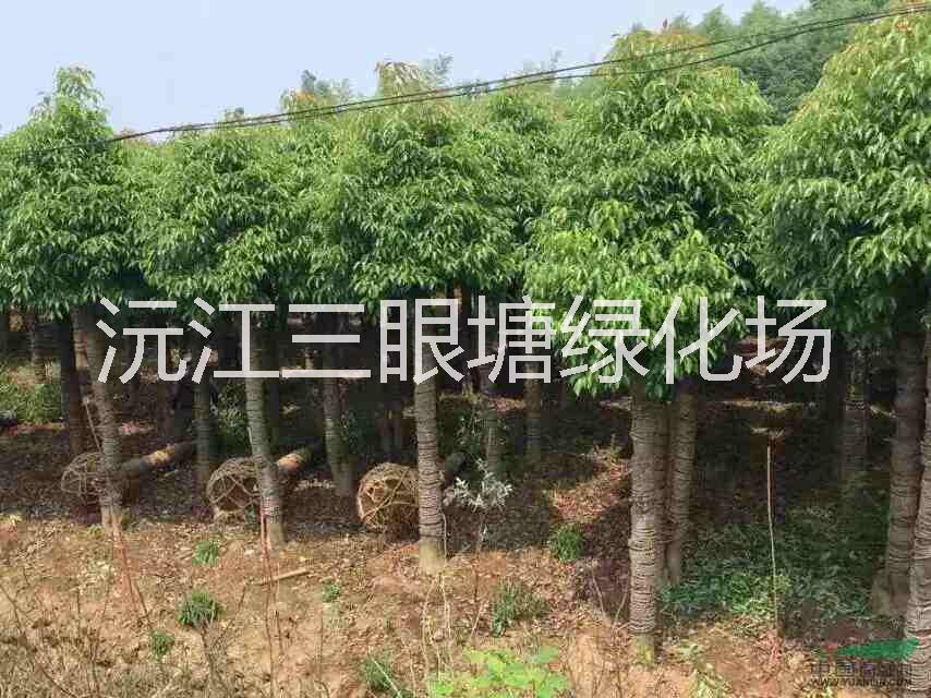 湖南香樟樹種植基地|湖南香樟樹報價|湖南香樟樹批發(fā)價格